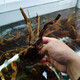 森淵杜鵑根已煮水草棲根造景沉木爬寵箱青龍石魚缸已泡去黃 15-20厘米2個(gè) 精品