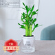 祺典花卉植物室內(nèi)花辦公桌面凈化空氣水培小綠植好養(yǎng)易活驅(qū)蚊盆栽 【懶人款】富貴竹+透明懶人盆 帶盆栽好