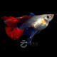 魚(yú)如云紅扇巴西褶扇蝶翼大c繡球緞帶純種孔雀魚(yú)觀(guān)賞魚(yú)小魚(yú)活體熱帶魚(yú) 巴西大C一對