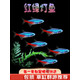 墨一紅綠燈小型燈科魚(yú)孔雀魚(yú)熱帶觀(guān)賞魚(yú)淡水寶蓮燈魚(yú)活體斑馬魚(yú)群游魚(yú) 1.2-1.5cm紅綠燈20條+2條備損