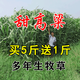 萌蘊(yùn)（MengYun）進(jìn)口牧草種子四季多年生黑麥草魚草四季可種喂養(yǎng)雞鴨鵝豬牛羊種籽 甜高粱（牧草型）1斤