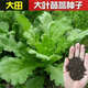 大葉茼蒿種子皇帝菜茼蒿菜籽菜種四季春季筒篙農(nóng)家蔬菜種籽孑黃帝 大葉茼蒿原裝彩包1包
