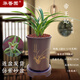 華香園綠植 蘭花苗金邊鶴藝【帝王妃】四季建蘭矮種 大果冠 耐陰辦公 室內(nèi)綠植花卉盆栽 帝王妃6苗帶盆栽好（棕色直筒盆）不帶花苞
