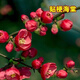 重瓣海棠花苗花卉盆栽盆景老樁室內外觀(guān)花綠植物庭院陽(yáng)臺四季開(kāi)花 貼梗海棠