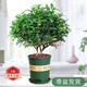 嫣藍清香木 防蚊蟲驅(qū)蚊草 植物辦公室桌面吸甲醛 綠植 花卉 盆栽 清香木獨桿5年苗【加侖盆】 含盆