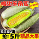 帆兒莊園羊角蜜羊角脆現(xiàn)發(fā)甜瓜香瓜 5斤新鮮水果應季孕婦水果生鮮