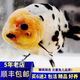 寵以沫（CHONG YIMO）精品蘭壽金魚(yú)活魚(yú)淡水冷水魚(yú)觀(guān)賞魚(yú)包活好養奶牛蘭壽 5-6cm精品蘭壽金魚(yú)混搭5條