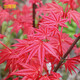 霆環(huán) 楓樹盆栽 約旦楓樹流泉楓樹苗泰勒紅楓樹苗盆景花園盆栽雞爪槭鳳凰 2021新品 出猩猩 高40cm左右
