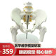 ENOVO頤諾醫(yī)學(xué)人體成人骨盆腰椎股骨頭模型 1:1骨骼模型骨盆骨科 骨盆髖關(guān)節(jié)康復(fù)醫(yī)生培訓(xùn)教學(xué)教 骨盆附腰椎與股骨頭模型
