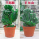 蘇魯雅卉玉麒麟盆栽麒麟掌吸甲醛植物仙人掌盆景五指山帶根好養 玉麒麟+五指山 不含盆