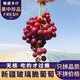 鑫果滋 新疆無(wú)核葡萄吐魯番玻璃脆無(wú)籽紅提新鮮水果現(xiàn)摘提子整箱送禮4斤 3斤【正宗新疆玻璃翠葡萄】