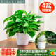 思蘭綠蘿盆栽大盆景室內新房吸除甲醛鮮活綠植物花卉長(cháng)藤大葉綠籮批發(fā) 180大白波紋儲水綠蘿【4盆】10肥