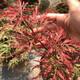 上客來(lái)正宗羽毛楓樹(shù)苗庭院植物日本紅楓苗紅綠羽毛楓苗盆栽花卉庭院別墅羽毛楓地徑1公分粗常規苗