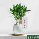 綠蔭巷子富貴竹植物迷你盆栽室內辦公室好養文昌竹綠植四季常青步步高花卉 【白蛋盆+竹托】4富貴竹+熊貓+牌