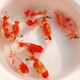 優(yōu)魚(yú)若寵 蘭壽金魚(yú)活體精品觀(guān)賞魚(yú)冷水淡水活體水族寵物蛋種金魚(yú) 精品櫻花蘭壽5-6cm1條