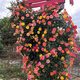 爾瀾 爬藤月季花苗藤彩虹月季四季歐月藤本月季花樹苗源頭直發(fā)