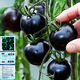 波思菊  黑珍珠番茄種子黑番茄種子紫番茄籽水果四季陽(yáng)臺盆栽陽(yáng)臺種子 黑色+紫色小番茄各一包