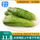密之藍(lán)天脆嫩七寸小黃瓜 農(nóng)家自種 新鮮蔬菜生吃水果黃瓜當(dāng)季刺青瓜 500克