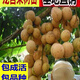 改良高產(chǎn)嫁接龍宮果種植苗泰國龍供果樹(shù)苗盆栽地栽果苗南北方種植 龍宮果 二年苗（帶土帶葉）