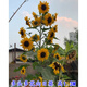 播種心情向日葵種子可食用觀(guān)賞大?？ㄗ延涂捀邨U多頭陽(yáng)臺庭院盆栽孑 多頭多花向日葵100粒+肥