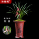 華香園蘭花苗【紅豆】春蘭紅花銘品 濃香型不帶花耐陰綠植盆栽鮮花多肉 紅豆3苗連體裸根 不帶花苞
