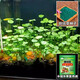 品味使魚(yú)缸水草種子生態(tài)玻璃瓶造景套餐植物種籽孑水培陰性真草盆栽裝飾 銅錢(qián)草水草500粒+2包液肥料