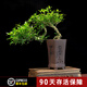 瀚林怡景（HANLINYIJING）六月雪盆景室內盆栽植物懸崖式造型老樁辦公室客廳茶室桌面綠植 懸崖六月雪-和風(fēng)細雨