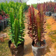 青紅龍骨花卉盆栽吸室內(nèi)客廳四季常青多肉植物 紅龍骨1盆 不含盆