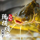 密農(nóng)人家 生態(tài)養(yǎng)殖嘎魚(yú) 黃辣丁 自然生長(zhǎng)黃骨魚(yú) 鮮魚(yú) 冰鮮發(fā)貨 新鮮魚(yú)1kg