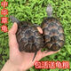 中華草龜活物包存活外塘精品草龜長(cháng)壽龜觀(guān)賞龜墨龜金線(xiàn)龜寵物烏龜 7-8厘米龜 3只繁殖龜送龜糧