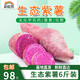 彩虹雨【基地直發(fā)】生態(tài)紫薯生態(tài)蔬菜生鮮北京農場(chǎng)新鮮直發(fā) 生態(tài)紫薯6斤裝