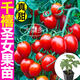 大菜鄉壽光超甜紅千禧番茄苗秧圣女果櫻桃西紅柿紅黃黑幼苗種子四季盆栽 紅千禧圣女果苗6棵