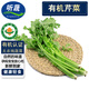 聽蔬有機芹菜1斤小香芹 水果芹菜新鮮蔬菜有機認證 孕媽寶寶放心食材 1斤