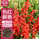 壽禾 一串紅花種子苗四季草種家庭盆栽種植花卉 一串紅花種子約500粒