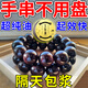 小葉紫檀手串保養(yǎng)油木質(zhì)文玩包漿神器盤猴頭綠檀快速拋光上色玉化 【單盒裝】