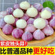 干蒜 獨(dú)頭蒜包郵2024年云南大理農(nóng)家紫皮新鮮獨(dú)蒜頭獨(dú)蒜紅皮大蒜 獨(dú)頭蒜珍珠小果(個(gè)頭極小)干 1斤 [一顆蒜]請(qǐng)看仔細(xì)