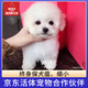 京狼圖騰泰迪幼犬 茶杯犬 純種狗狗活體泰迪寵物狗活體小狗活物貴賓 白色