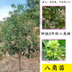 八角樹(shù)苗大紅八角樹(shù)樹(shù)苗南北方庭院四季高產(chǎn)地栽種植食用大紅茴香嫁接苗定制 百雅達 6年苗爆賣(mài)【當年豐產(chǎn)】買(mǎi)一給一 60cm(含)-80cm(含)