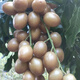 黃皮果樹苗嫁接無核甜黃皮貴妃黃皮紫肉黃皮南方種植當(dāng)年結(jié)果廣西 甜黃皮3年苗 帶土帶葉