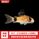 工具魚(yú)活體小型冷水清潔理魚(yú)缸吃便垃圾金苔鼠除藻熱帶觀(guān)賞老鼠魚(yú) 熊貓鼠5條(再送1條防損)清潔魚(yú)缸