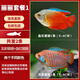 森悠（SARYOR）曼龍魚(yú)熱帶觀(guān)賞魚(yú)活魚(yú)淡水小型五彩麗麗魚(yú)好養耐活不打氧 麗麗套餐2條
