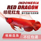 印尼紅龍魚(yú)活體魚(yú)辣椒紅龍超血紅龍金龍魚(yú)活魚(yú)龍魚(yú)小魚(yú)熱帶觀(guān)賞魚(yú) 賽級——大湖紅龍【包發(fā)色】 16-21cm【證書(shū)芯片齊全】