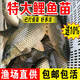 鯉魚(yú)苗活體淡水養(yǎng)殖食用鮮活冷水觀賞紅尾鯉魚(yú)稻田特大鯉魚(yú)魚(yú)苗批發(fā)淡水魚(yú) 鯉魚(yú)苗10-13厘米10條加10%防損
