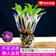 劉閣蘭花七彩香水石斛蘭花冬帶花苞好養(yǎng)綠植濃香型石斛內(nèi)外花卉盆栽綠植 5苗七彩石斛年底開花 原盆發(fā)貨