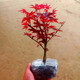 紅楓樹(shù)苗四季紅室內桌面盆景矮霸楓樹(shù)紅舞姬老樁耐寒陽(yáng)臺庭院植物 5年紅楓盆景