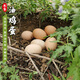 密洋青禾（MIYANGQINGHE）密云本地新鮮油雞蛋 農家土雞蛋 雜糧喂養 柴雞蛋 現撿現發(fā)30枚