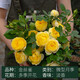 金絲雀月季 月季花苗盆栽果汁陽(yáng)臺微型月季陽(yáng)臺窗臺金絲雀月季 金絲雀 中苗不含盆