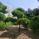 慕爾森黑松造型風(fēng)景樹(shù)室外大型別墅公園庭院四季常青綠化苗大樹(shù)苗 3公分粗 原土球發(fā)貨
