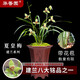 華香園蘭花建蘭 夏皇梅 八大名品之 濃香型辦公室內耐陰綠植盆栽花卉 夏皇梅2苗連體裸根 帶花苞