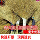 洛滑竹掃把加大加厚環(huán)衛(wèi)戶外草地掃把馬路農(nóng)用手工掃帚竹子葉大掃把 加大環(huán)衛(wèi)竹掃把
